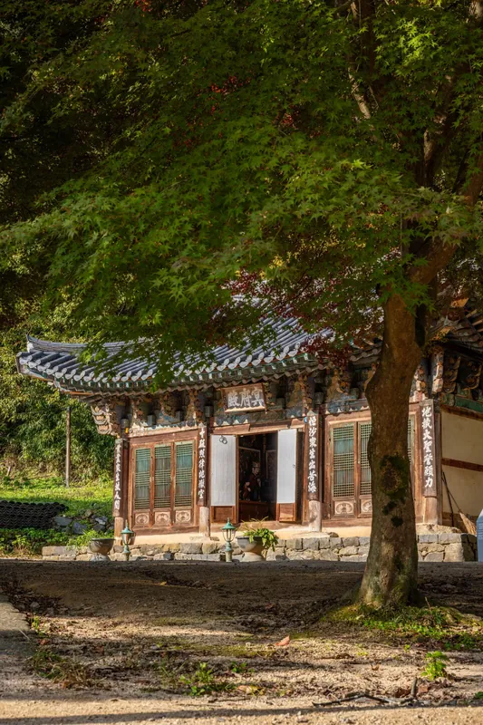 단풍 든 나무 사이로 보이는 마곡사의 단청 입힌 전각