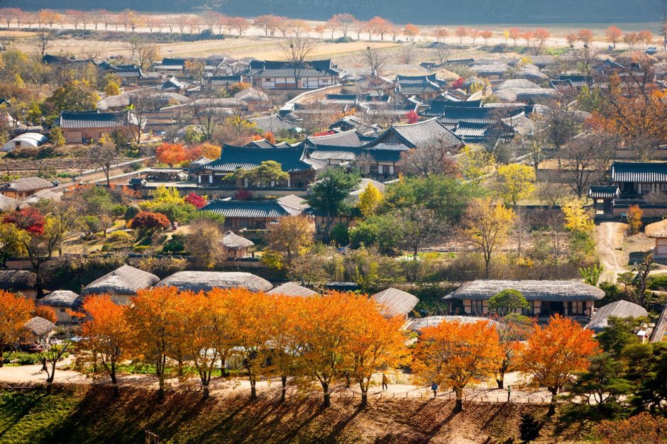 단풍 든 나무 사이의 하회마을 기와집과 초가