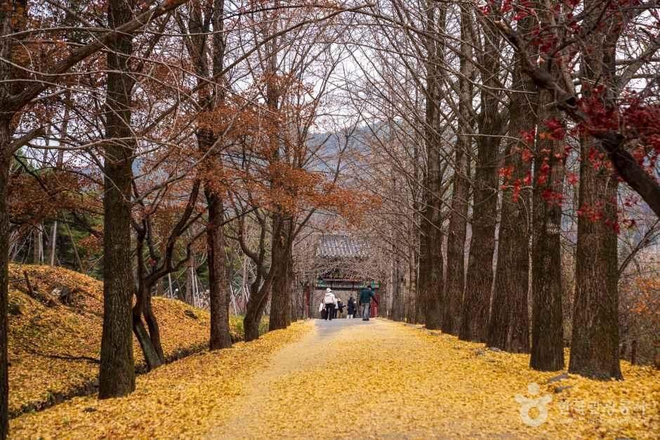 부석사 은행나무길