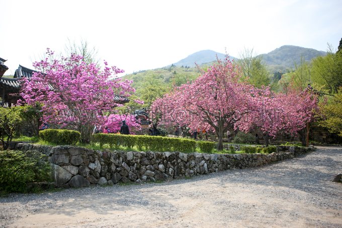 선암사 겹벚꽃