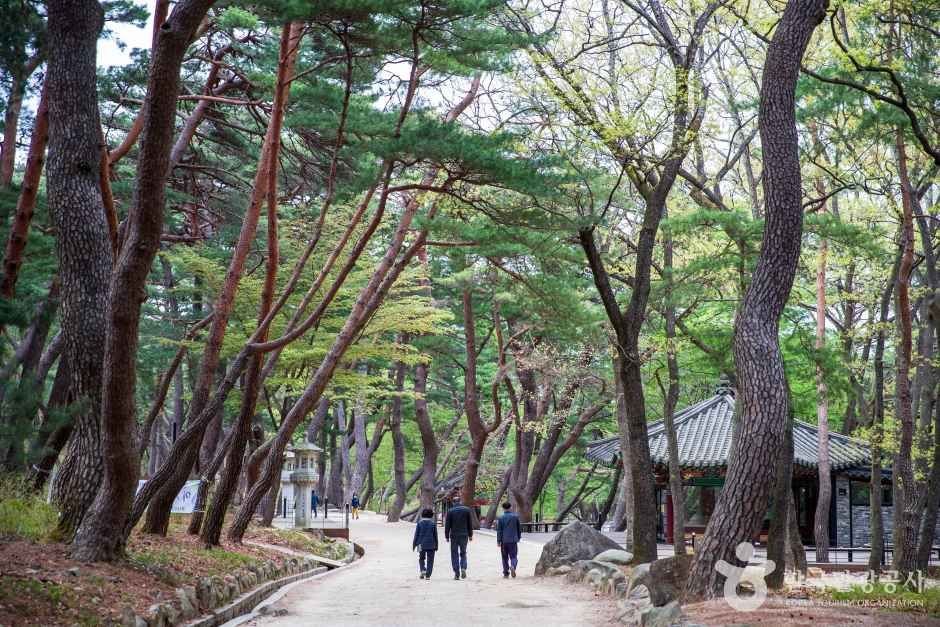 통도사 무풍한송로 소나무길