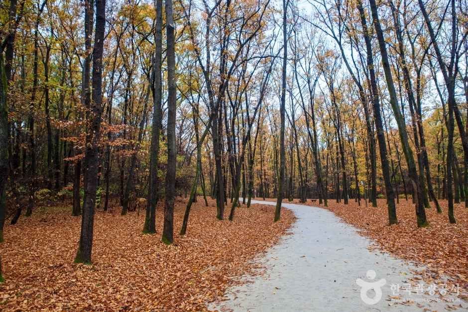융건릉 숲길