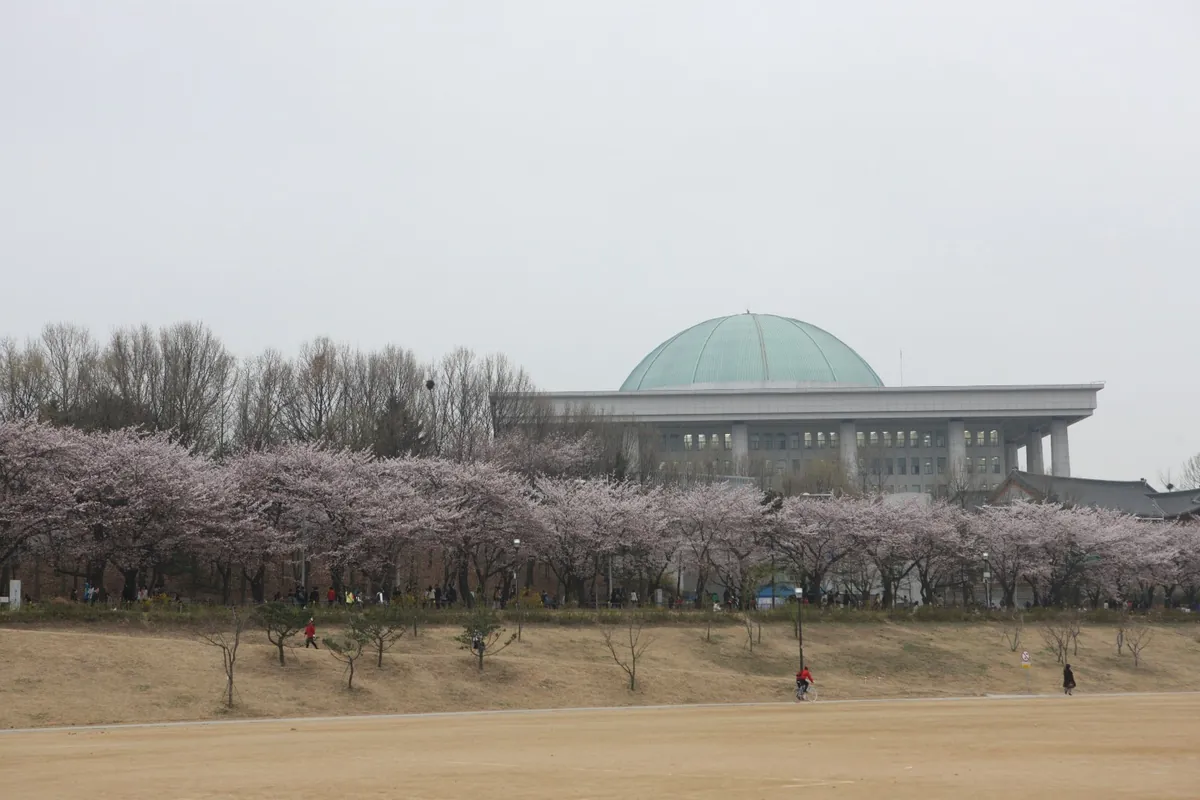 벚꽃 핀 나무 너머로 보이는 초록 돔 지붕의 국회의사당
